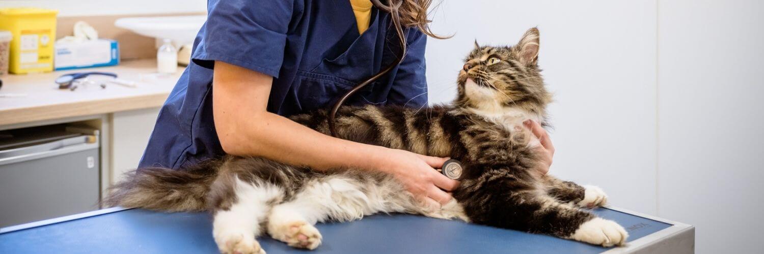 Comment-trouver-veterinaire-autour-de-moi