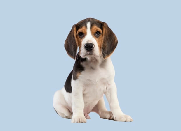 Race-Beagle