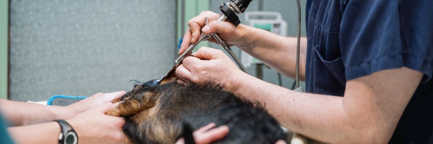 specialiste-dermatologie-veterinaire