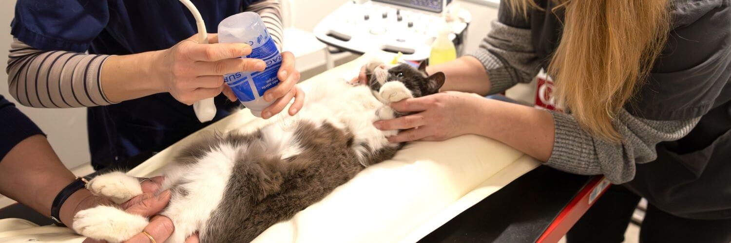 thromboembolie-aortique-chat
