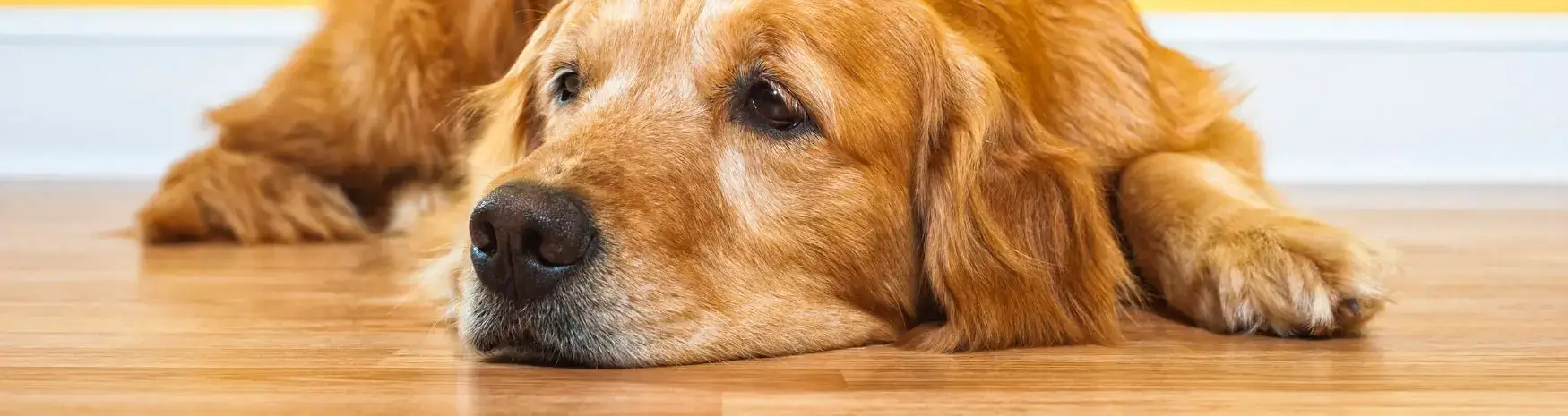 arthrose-chien