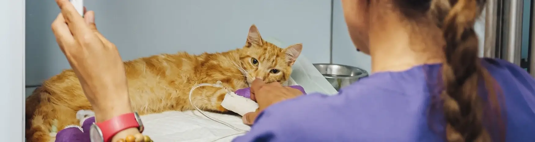 comment-se-passe-hospitalisation-veterinaire